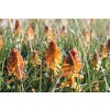 71679 1 kleopatrina jehla poco orange kniphofia uvaria poco orange kvetnik o prumeru 14 cm