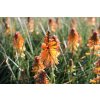 71679 kleopatrina jehla poco orange kniphofia uvaria poco orange kvetnik o prumeru 14 cm