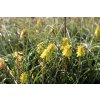71682 1 kleopatrina jehla poco yellow kniphofia uvaria poco yellow kvetnik o prumeru 14 cm
