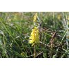 71682 kleopatrina jehla poco yellow kniphofia uvaria poco yellow kvetnik o prumeru 14 cm