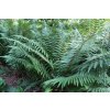 71721 2 kaprad rezava dryopteris affinis kvetnik o prumeru 14 cm