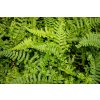 71727 1 kaprad rezava cristata the king dryopteris affinis cristata the king kvetnik o prumeru 14 cm