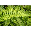 71727 2 kaprad rezava cristata the king dryopteris affinis cristata the king kvetnik o prumeru 14 cm