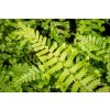 71727 kaprad rezava cristata the king dryopteris affinis cristata the king kvetnik o prumeru 14 cm