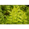 71730 kaprad samec barnesi dryopteris filix mas barnesi kvetnik o prumeru 14 cm