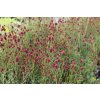 71778 1 krvavec toten proud mary sanguisorba officinalis proud mary kvetnik o prumeru 14 cm