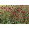 71778 2 krvavec toten proud mary sanguisorba officinalis proud mary kvetnik o prumeru 14 cm