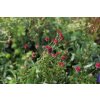 71778 3 krvavec toten proud mary sanguisorba officinalis proud mary kvetnik o prumeru 14 cm