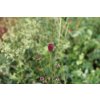 71778 4 krvavec toten proud mary sanguisorba officinalis proud mary kvetnik o prumeru 14 cm