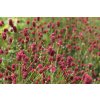71778 krvavec toten proud mary sanguisorba officinalis proud mary kvetnik o prumeru 14 cm