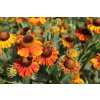 71808 zaplevak podzimni sahin s early flowerer helenium autumnale sahin s early flowerer kvetnik o prumeru 14 cm