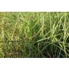 71871 1 ozdobnice cinska ruby cute miscanthus sinensis ruby cute kvetnik o prumeru 14 cm