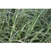 71880 2 ozdobnice cinska little zebra miscanthus sinensis little zebra kvetnik o prumeru 14 cm