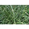 71880 3 ozdobnice cinska little zebra miscanthus sinensis little zebra kvetnik o prumeru 14 cm