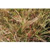 71883 1 ozdobnice cinska little miss miscanthus sinensis little miss kvetnik o prumeru 14 cm