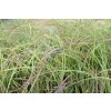 71883 2 ozdobnice cinska little miss miscanthus sinensis little miss kvetnik o prumeru 14 cm