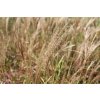 71883 ozdobnice cinska little miss miscanthus sinensis little miss kvetnik o prumeru 14 cm