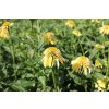 71943 2 trapatkovka nachova eccentic yellow echinacea purpurea eccentric yellow kvetnik o prumeru 14 cm