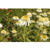 72141 1 trapatkovka nachova papallo semi double white echinacea purpurea papallo semi double white kvetnik o prumeru 14 cm