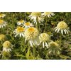 72141 2 trapatkovka nachova papallo semi double white echinacea purpurea papallo semi double white kvetnik o prumeru 14 cm
