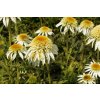 72141 3 trapatkovka nachova papallo semi double white echinacea purpurea papallo semi double white kvetnik o prumeru 14 cm