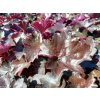 72174 1 dluzicha blackout heuchera hybrida blackout kvetnik o prumeru 14 cm