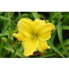 72228 1 denivka molokai hemerocallis molokai kvetnik o prumeru 14 cm