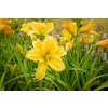 72228 2 denivka molokai hemerocallis molokai kvetnik o prumeru 14 cm