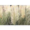 72456 1 pampova trava esperanta cortaderia selloana esperanta kvetnik o prumeru 14 cm