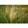 72456 2 pampova trava esperanta cortaderia selloana esperanta kvetnik o prumeru 14 cm