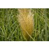 72456 3 pampova trava esperanta cortaderia selloana esperanta kvetnik o prumeru 14 cm