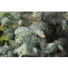 72477 1 smrk pichlavy blue diamont picea pungens blue diamont kvetnik o prumeru 14 cm
