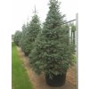 72480 jedle ojinena abies concolor kvetnik o prumeru 14 cm