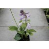 72549 5 bohyska blue cadet hosta blue cadet kvetnik o prumeru 14 cm