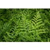 72552 2 kaprad samec linearis polydactyla dryopteris filix mas linearis polydactyla kvetnik o prumeru 14 cm