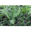 72570 3 kaprad rezava crispa congesta dryopteris affinis crispa congesta kvetnik o prumeru 14 cm