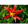 72669 1 denivka autumn red hemerocallis autumn red kvetnik o prumeru 14 cm