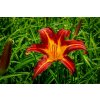 72669 2 denivka autumn red hemerocallis autumn red kvetnik o prumeru 14 cm