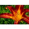 72669 3 denivka autumn red hemerocallis autumn red kvetnik o prumeru 14 cm