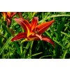 72669 5 denivka autumn red hemerocallis autumn red kvetnik o prumeru 14 cm