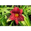 72702 2 denivka ruby stella hemerocallis ruby stella kvetnik o prumeru 14 cm