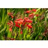 72774 1 kresina montbrecie emberglow crocosmia emberglow kvetnik o prumeru 14 cm po 5 ks
