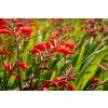 72774 2 kresina montbrecie emberglow crocosmia emberglow kvetnik o prumeru 14 cm po 5 ks