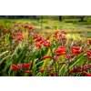 72774 3 kresina montbrecie emberglow crocosmia emberglow kvetnik o prumeru 14 cm po 5 ks