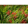 72774 kresina montbrecie emberglow crocosmia emberglow kvetnik o prumeru 14 cm po 5 ks