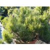 72807 borovice klec pinus mugo mughus kvetnik o prumeru 14 cm velikost 10 20 cm