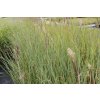 72873 1 pampova trava evita cortaderia selloana evita kvetnik o prumeru 18 cm