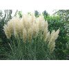 72873 2 pampova trava evita cortaderia selloana evita kvetnik o prumeru 18 cm