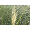 72873 pampova trava evita cortaderia selloana evita kvetnik o prumeru 18 cm