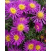 72981 1 hvezdnice kerickovita alice haslam aster dumosus alice haslam kvetnik o prumeru 9 cm